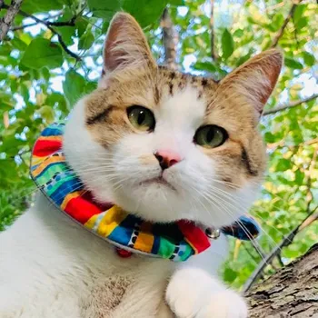 Finn Finn - Lead Distraction Officer