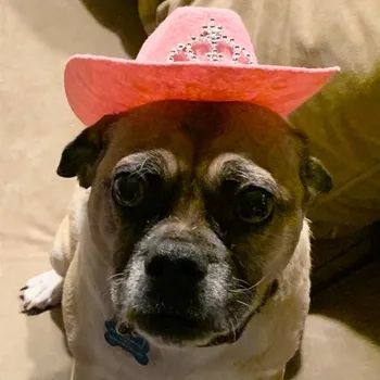 macie Macie - Distraction Officer